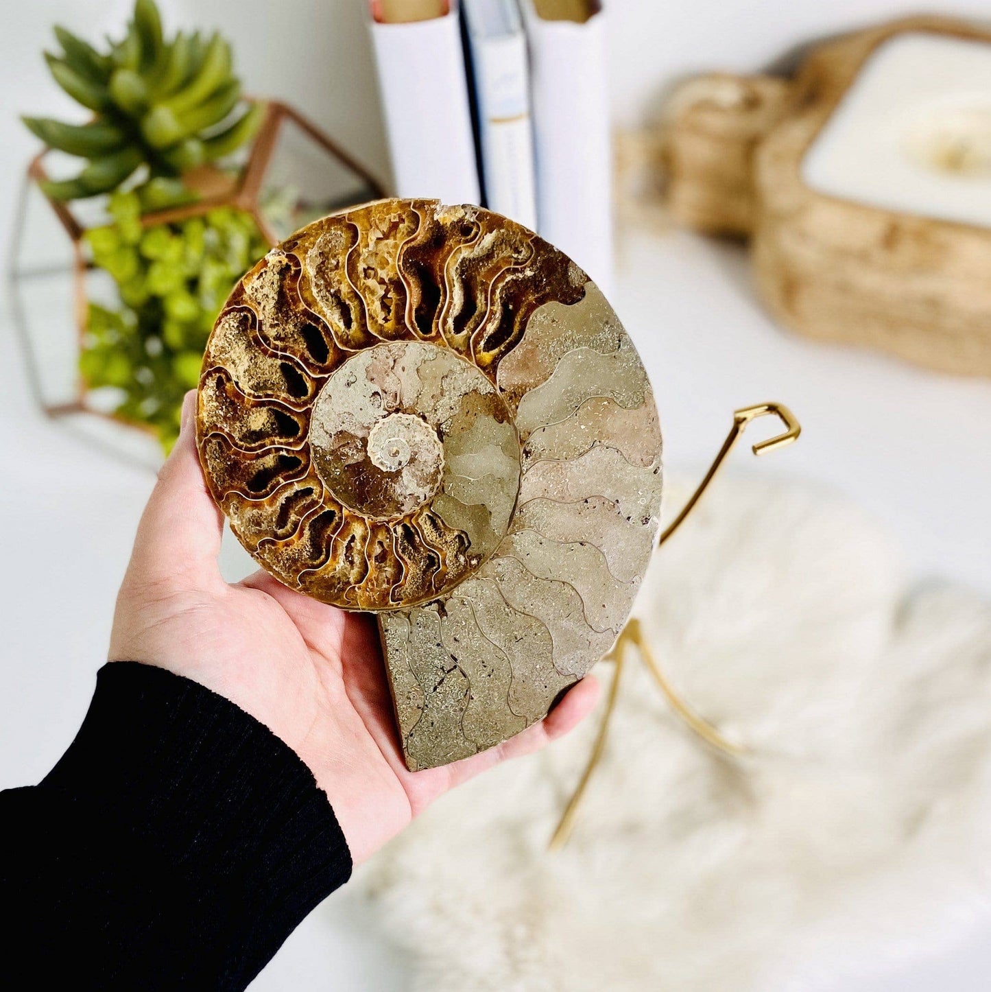 Ammonite Fossil on Metal Stand