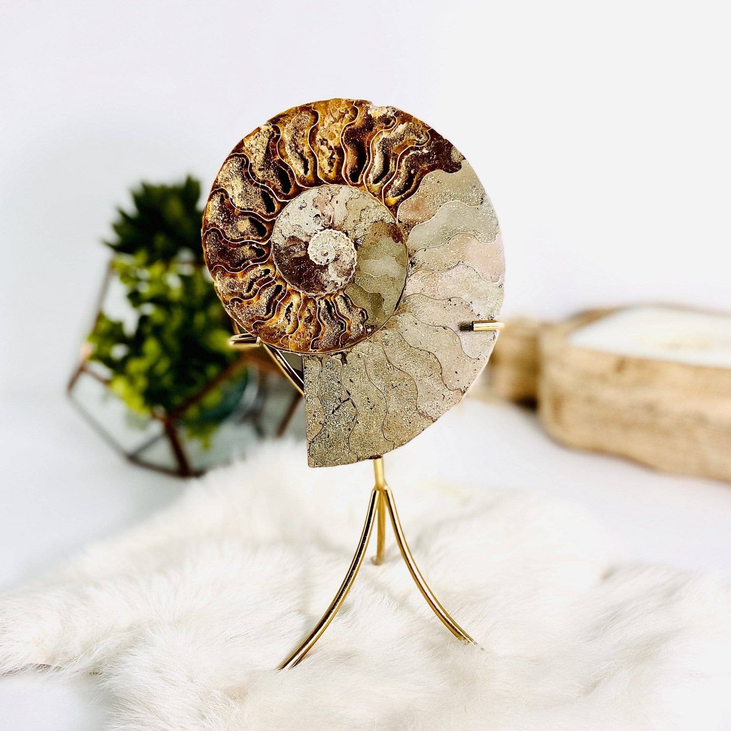 Ammonite Fossil on Metal Stand