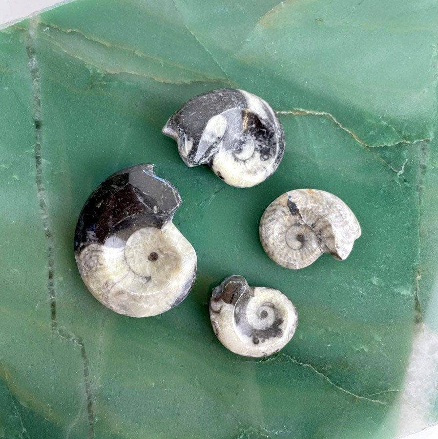 Ammonite Fossil Whole Black and White Ammonite
