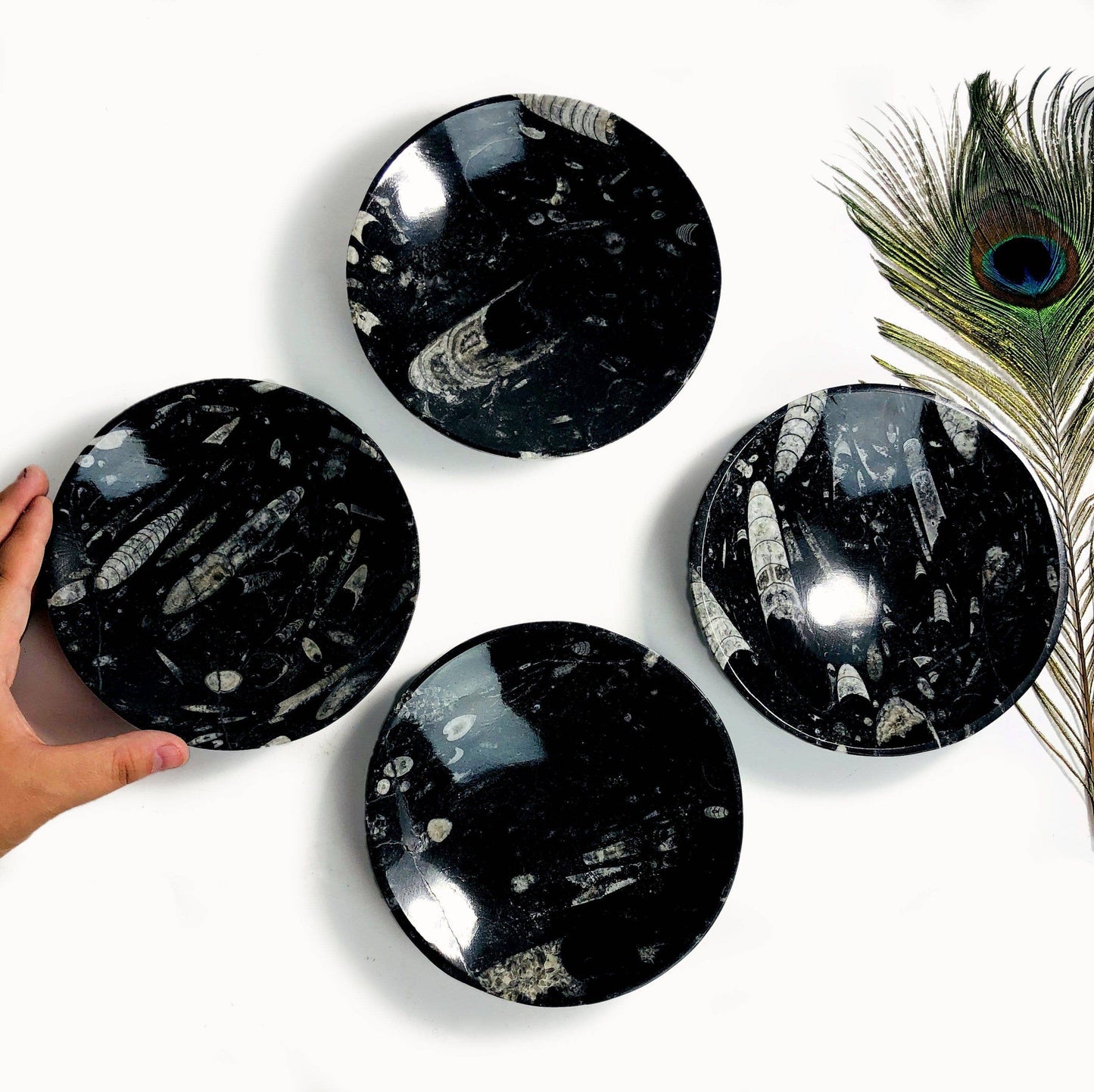 Crystal Orthoceras Polished Bowl - Large (RK6A-75)