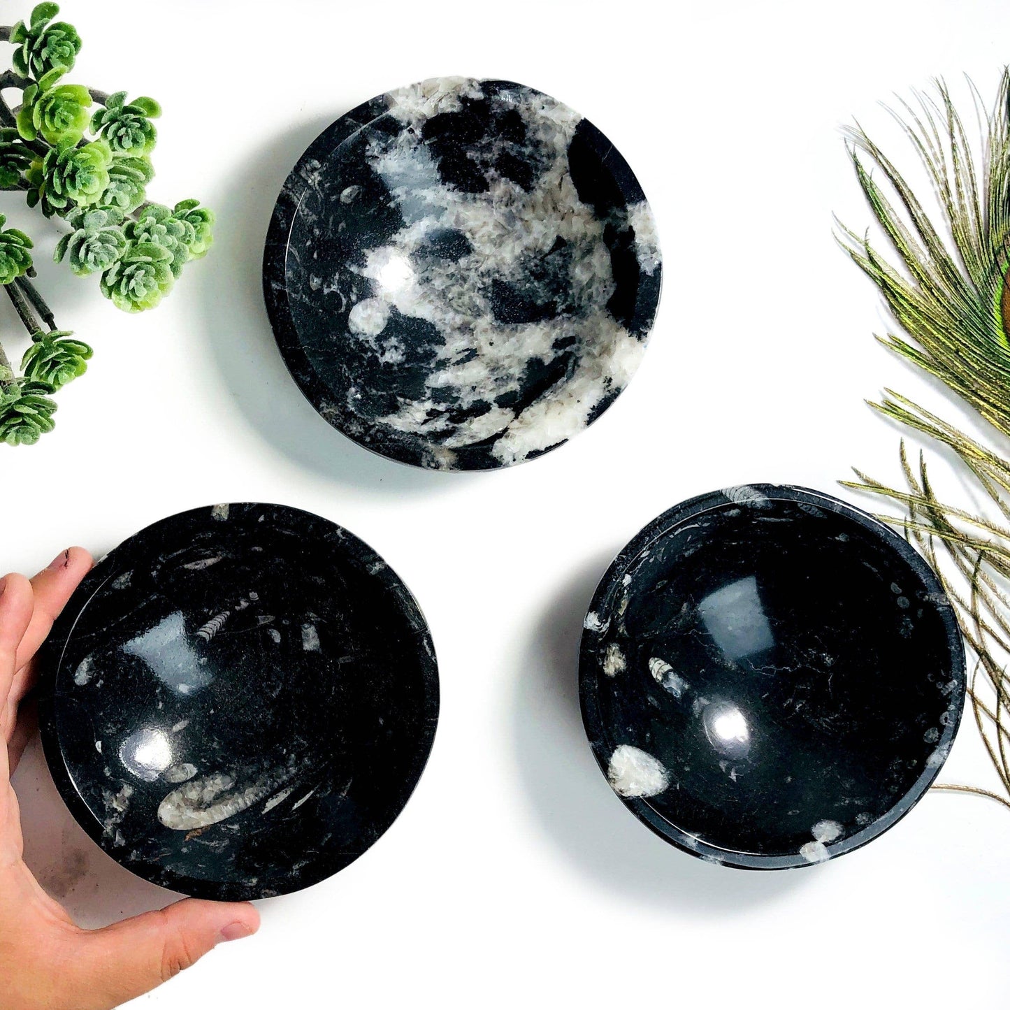 Orthoceras Polished Bowl - Small 10CM (RK6A-63)
