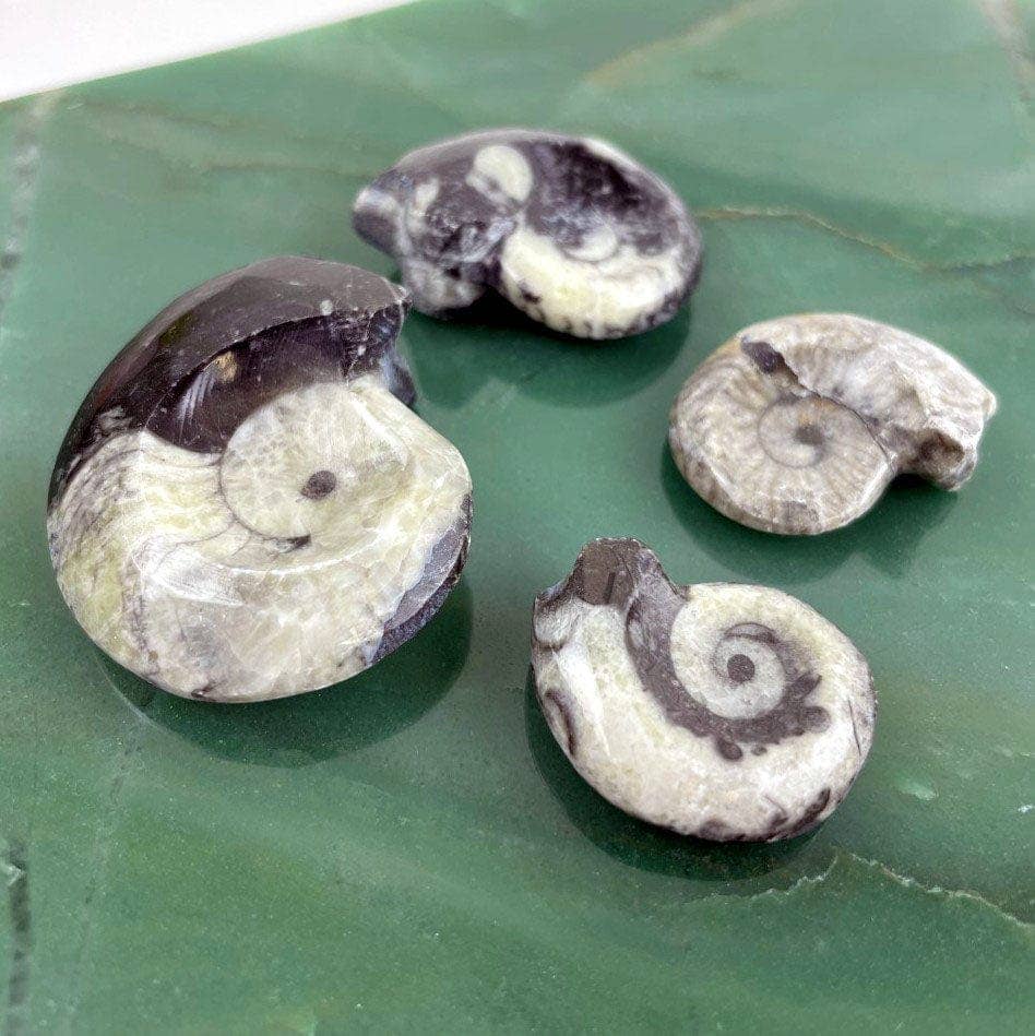 Ammonite Fossil Whole Black and White Ammonite