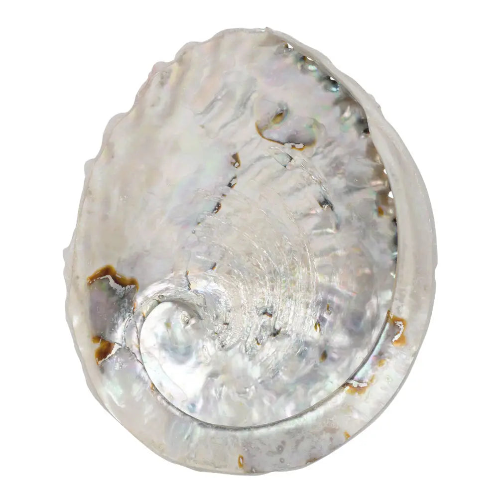 shell.webp