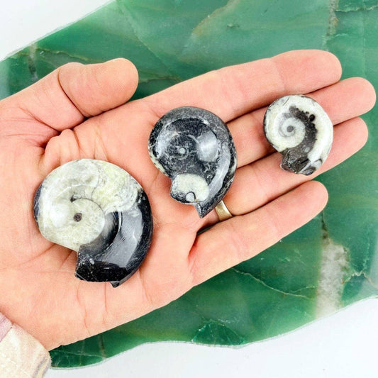 Ammonite Fossil Whole Black and White Ammonite